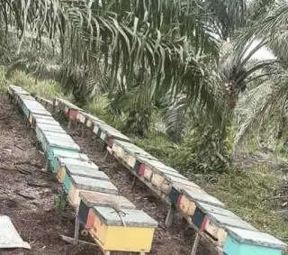 Manisnya Madu di Tengah Kebun Sawit