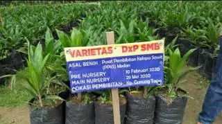 Petani Sawit Diminta Selektif Memilih Bibit yang akan Ditanam, Ini Alasannya