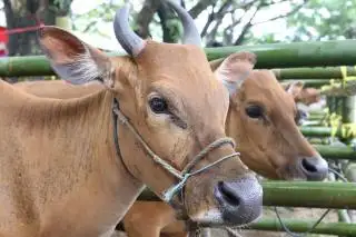 Virus Jembrana Hantui Integrasi SISKA di Mukomuko