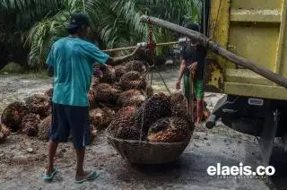 Uniknya Kesepakatan Petani dengan Pemilik Ram Sawit di Kaur