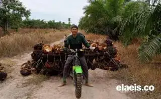 Terus Membaik, Begini Kondisi Terakhir Harga Sawit Swadaya di Babel