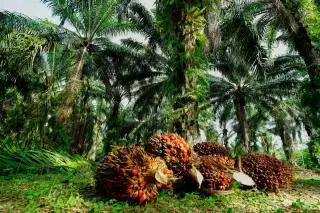 Pemupukan Sudah Tapi Hasil Kebun Sawit Tak Moncer, Begini Solusinya Versi APKS Bengkulu