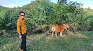 Kalbar Andalkan Siska Membara untuk Genjot Populasi Sapi