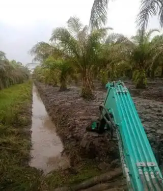 Benarkah Kelapa Sawit Tanaman Rakus Air?