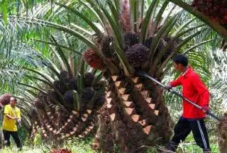 Begini Risikonya Jika Panen Sawit Tidak Tepat Waktu Versi Dinas TPHP Bengkulu