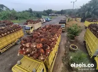 Naik, Harga Kelapa Sawit di Sumut Dibandrol Rp2.445.21/Kg