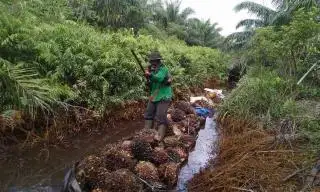Hasil Sawit di Lahan Gambut Bisa Moncer Kalau...
