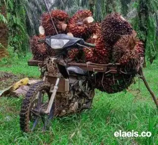 Harga TBS Plasma Riau Turun Tipis Minggu Ini