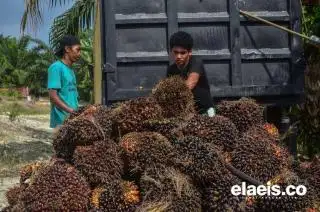 Naik Tipis, Harga Sawit di Kaltim Rp2.174,53/kg