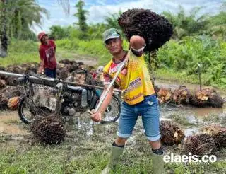 BMKG Kasih Peringatan, Petani Sawit Mesti Waspada