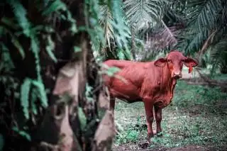 Virus LSD Merajalela, Integrasi Sawit-Sapi di Daerah Ini Mulai Goyah