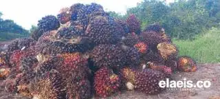 Harga TBS di PT Bengkulu Sawit Lestari Naik Tipis