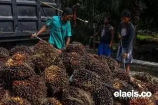 DBH Sawit Sudah Mulai Dicairkan