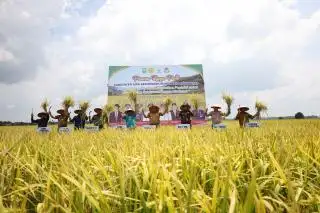 Hingga September, Produksi Padi di Siak 29.063 Ton
