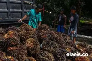 Sepanjang November, Harga Sawit di Babel Rp2.183/kg
