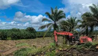 PSR Bawa Berkah Bagi Petani Sawit Cinto Madi