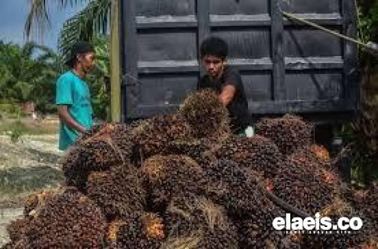 Simak, Ini Daftar Harga Jual CPO dan Kernel di Riau