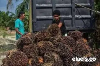 Simak, Ini Daftar Harga Jual CPO dan Kernel di Riau