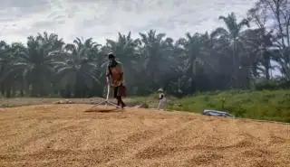 Pemilik Lahan di Mukomuko Diminta Bantu Stabilkan Harga Gabah