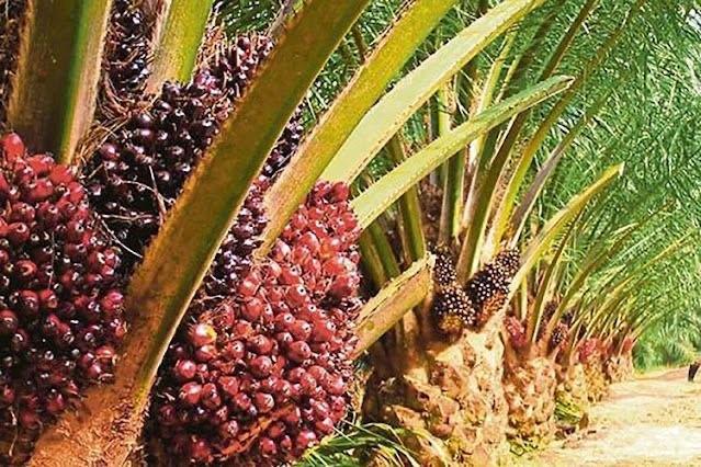 Turun Lagi, Berikut Harga TBS Kelapa Sawit Periode 8-14 Desember 2023