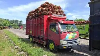 Riau Seharusnya Bisa Dapat DBH Sawit Lebih Gede, Asal...