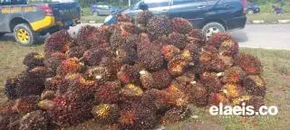 Berlaku Hingga 9 Januari 2024, Harga TBS Sawit Plasma Riau Ditetapkan Naik Jadi Rp 2.577,75/Kg