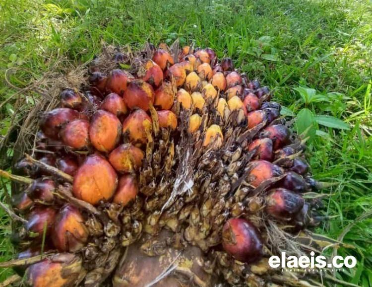Harga Jual CPO dan Kernel di Riau Kompak Naik, Berikut Daftarnya
