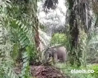 Petani Sawit Was-was ke Kebun, Dua Ekor Gajah Berkeliaran