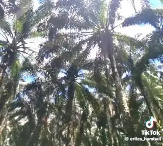 Sawit Perusahaan ini Sudah Tua, Tapi Hasilnya Masih 'Gila'. Replanting Jadi Dilema