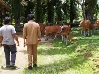 Klaster Siska di Kalbar Terus Berkembang, Populasi Sapi Sudah Mencapai 2.247 Ekor