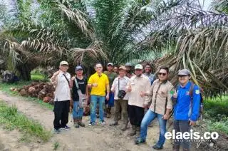 Tentang 'Iming-iming' Penyedia Benih, Analisa Tross dan Hasil Kebun