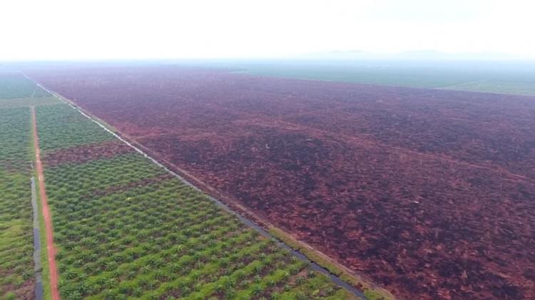 KLHK Klaim Pengendalian Deforestasi dan Karhutla Berjalan Sukses, ini Datanya
