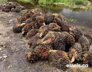 Harga Sawit Sumut Juara, Sultra Masih Paling Murah