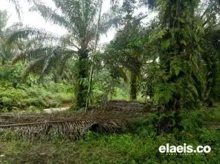 Di Rohul Ada 526,4 Ribu Hektar Kebun Sawit, Ini Sebaran Lokasinya