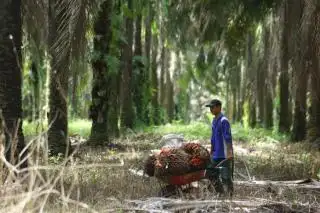 Alhamdulillah, Harga Sawit di Jambi Naik Lagi