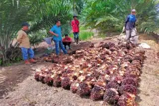 Harga Resmi TBS di Riau Naik, Tapi Pabrik di Rohul Bergeming
