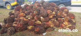 Harga TBS Sawit Plasma di Riau Turun Jadi Rp 2.655,83/Kg