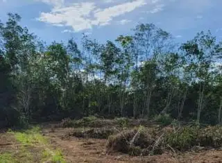 Kebun Sawit Lebih Potensial, Warga Pilih Tumbang Karet
