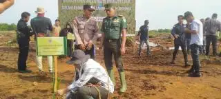 Sawit Dibabat, Lahan Gambut di HP Seruway Ditanami Mangrove
