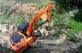 4 Kelompok Tani di Mukomuko Ikut Program Replanting Sawit