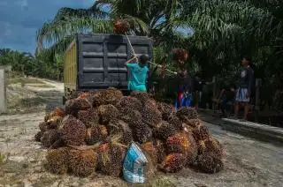 Kembali Merosot, Harga Sawit di Sumut Rp2.646,95/kg