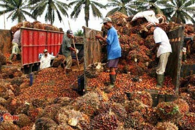 Di Pasir Agung, Harga TBS di Peron Sudah Tembus Rp 2.400/Kg