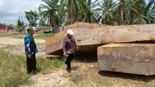 Getek Rusak, Harga Sawit di Seruway Turun Rp 150 dari Pasaran