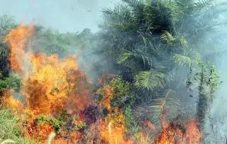 Bakar Lahan 1 Hektar Untuk Tanam Sawit, Warga Rohil Diamankan Polisi
