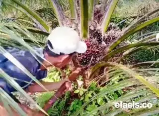 Petani Harus Memanen TBS Kelapa Sawit Matang, Ini Alasannya!