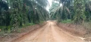 Sawit Trek, tapi Petani di Rohul Tetap Enjoy
