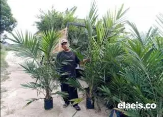 Permintaan Bibit Kelapa Sawit di Bengkulu Cukup Tinggi