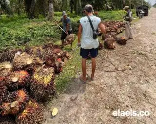 Lompati Riau, Harga Sawit di Sumbar Rp2.784,38 per Kg