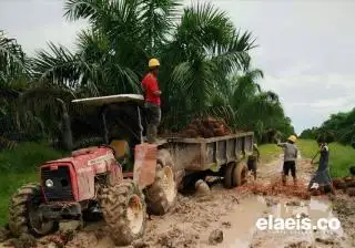 Petani Sawit di Mukomuko Sulit Mengangkut TBS Kelapa Sawit, Kok Bisa!