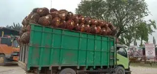 Harga Terus Naik, tapi Keuntungan Petani Sawit Tak Maksimal Gara-gara ini